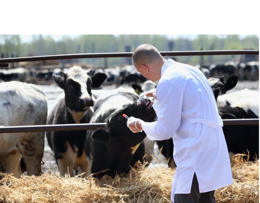 Bovine Wellness: Cattle Healthcare Market See Incredible Growth 2024-2031 | Elanco, IDVet, Zoetis Inc